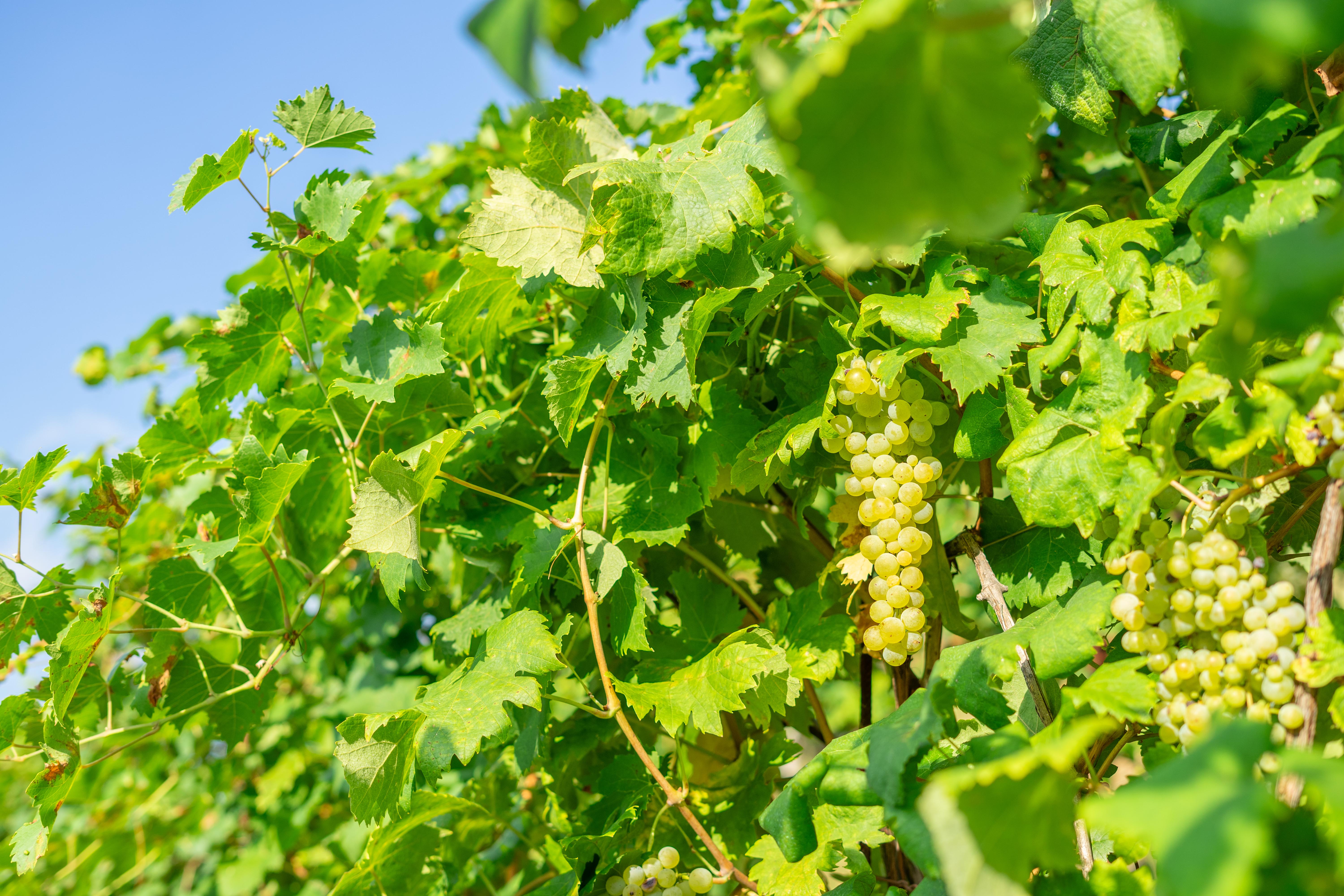 Vineyard greenery with blue sky background shot by Riqo