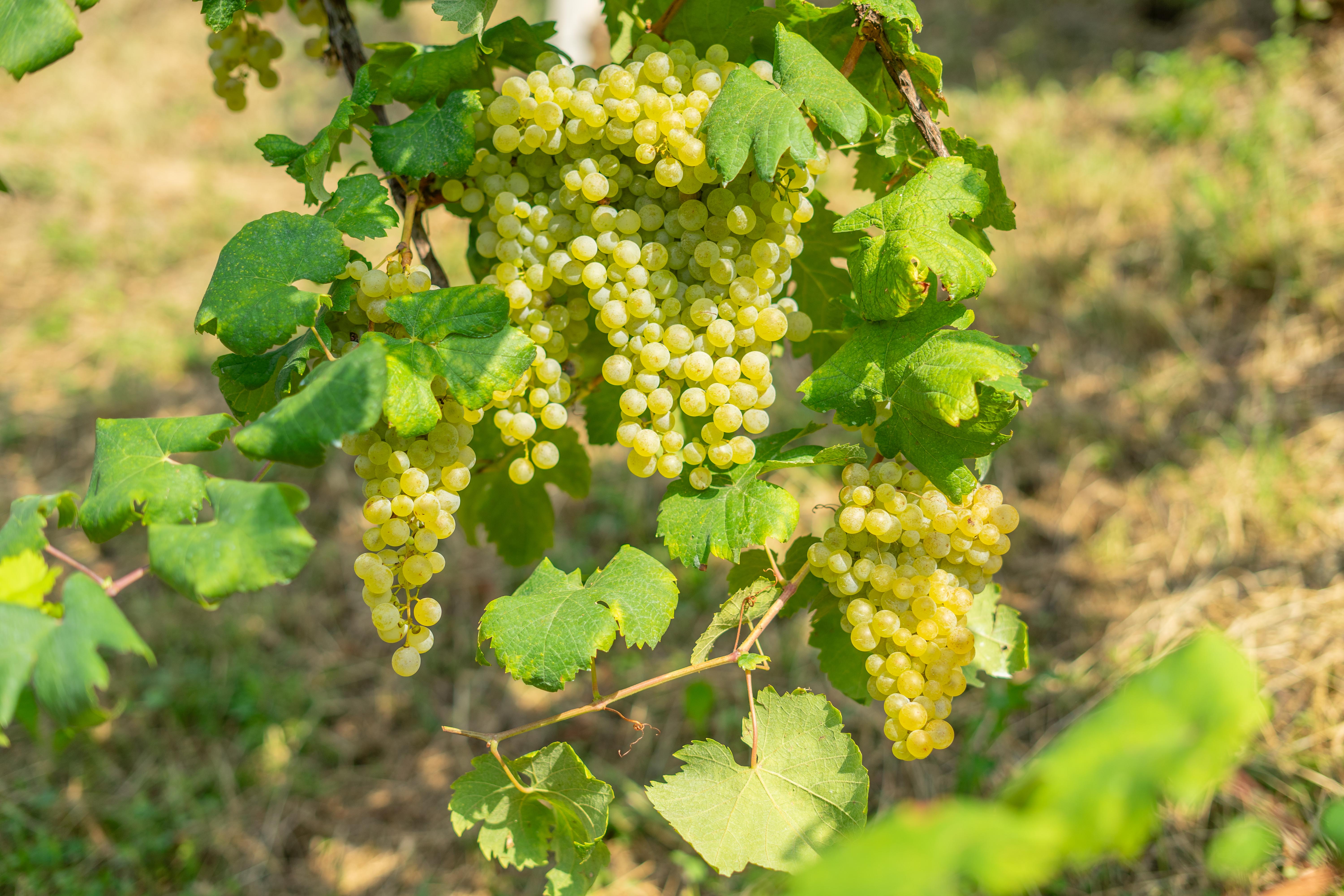 Vineyard shot by Riqo