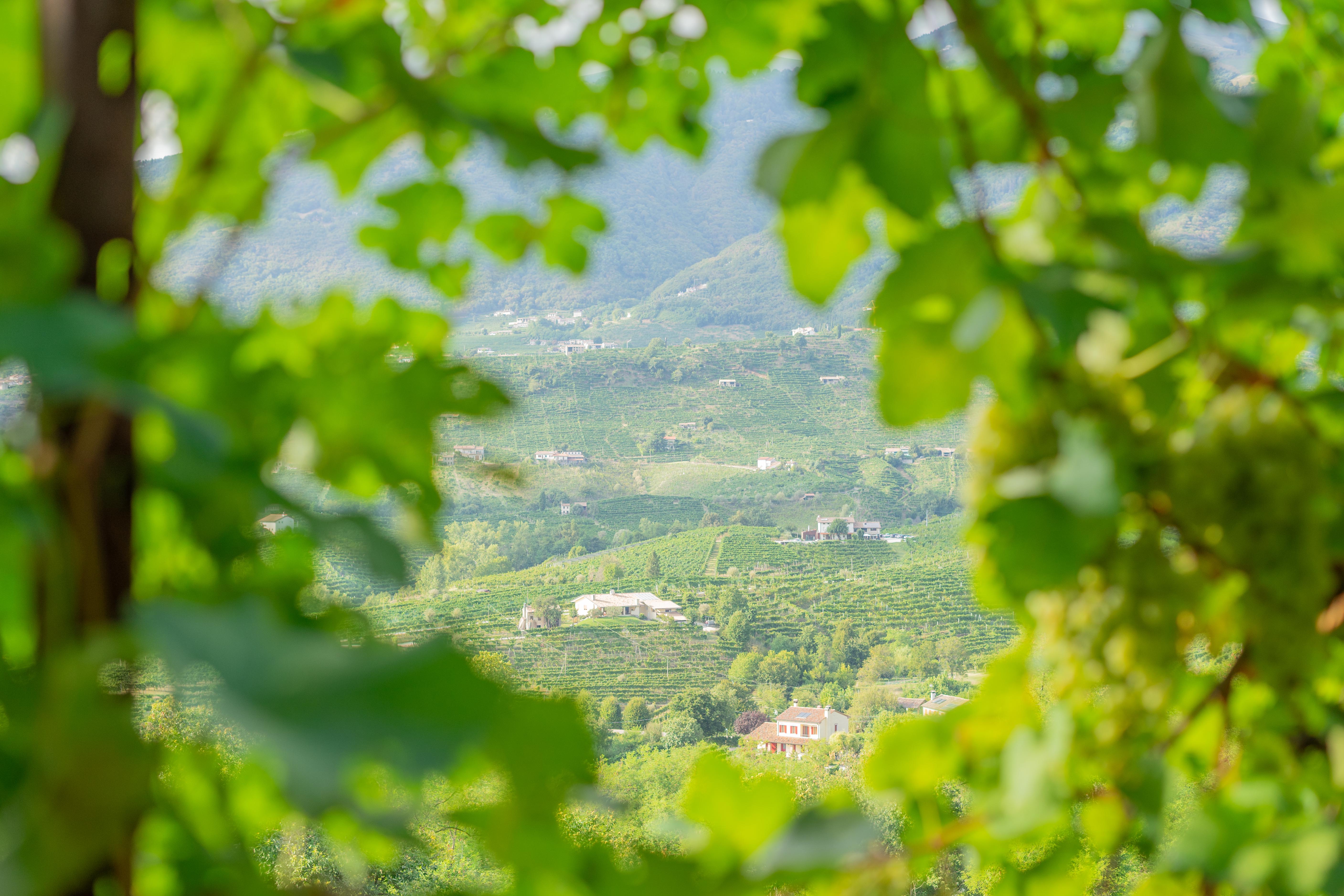 Vineyard shot by Riqo